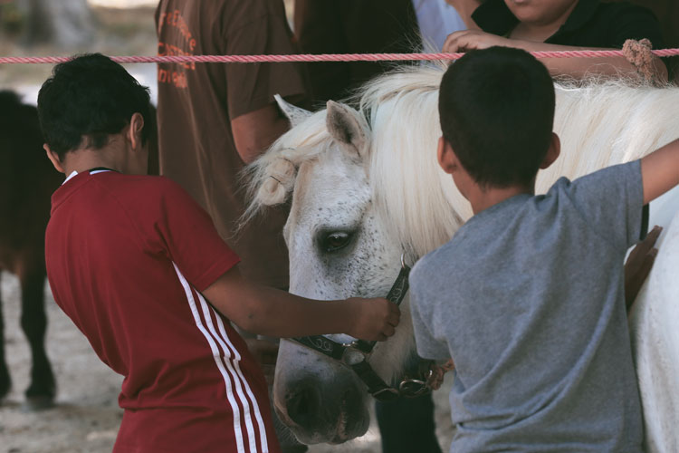 Education et sensibilisation au cheval